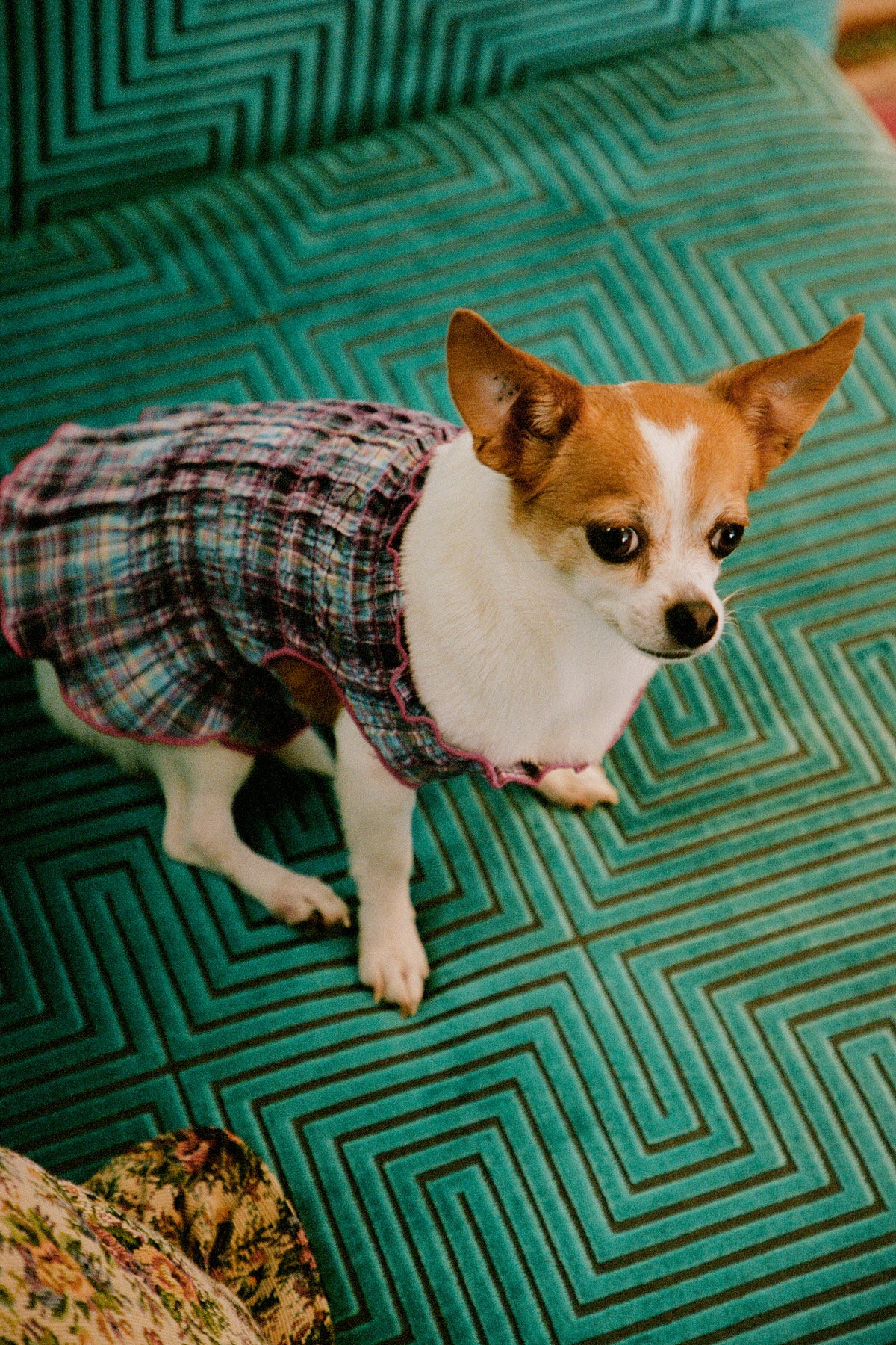 Grape Plaid Ruched Dog Vest - Image 4