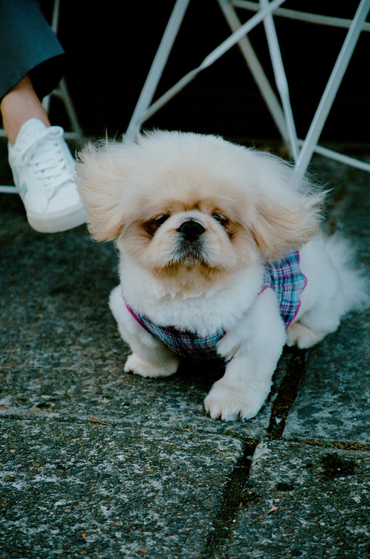 Grape Plaid Ruched Dog Vest - Image 5