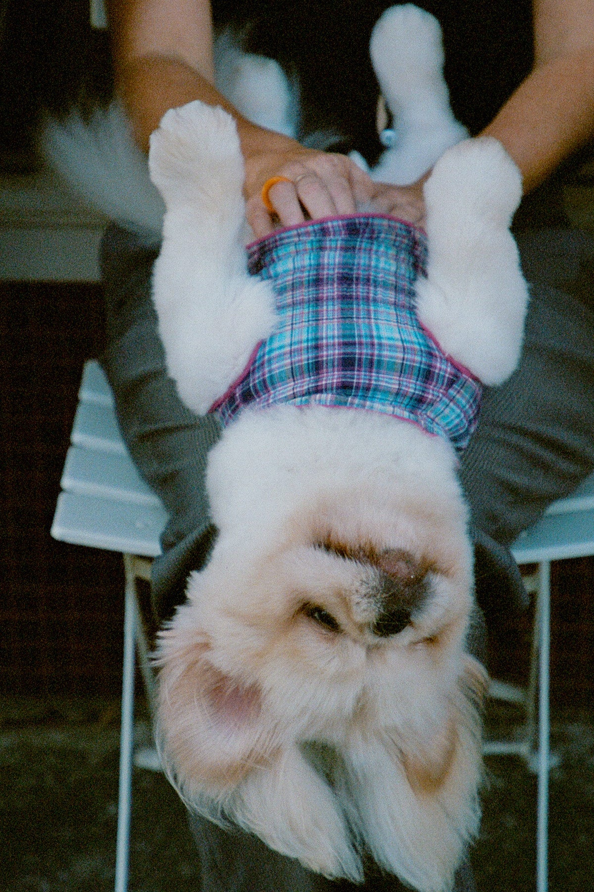 Grape Plaid Ruched Dog Vest - Image 6