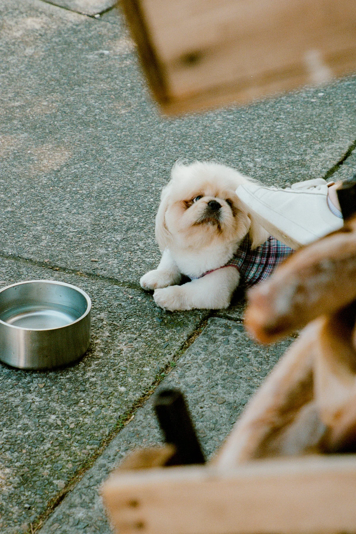 Grape Plaid Ruched Dog Vest - Image 9